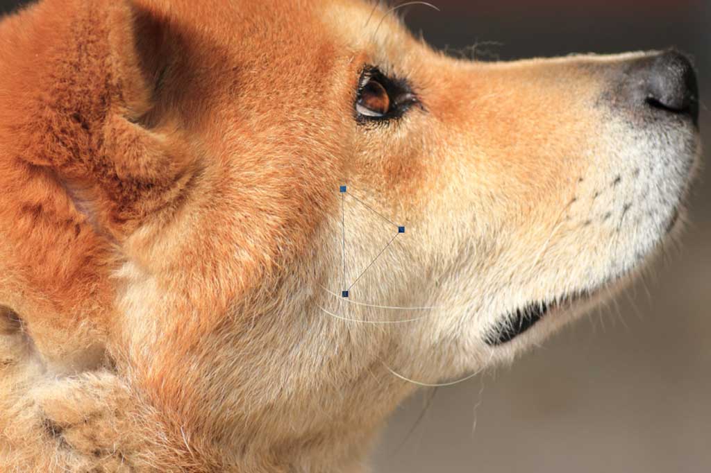 ポリゴン犬