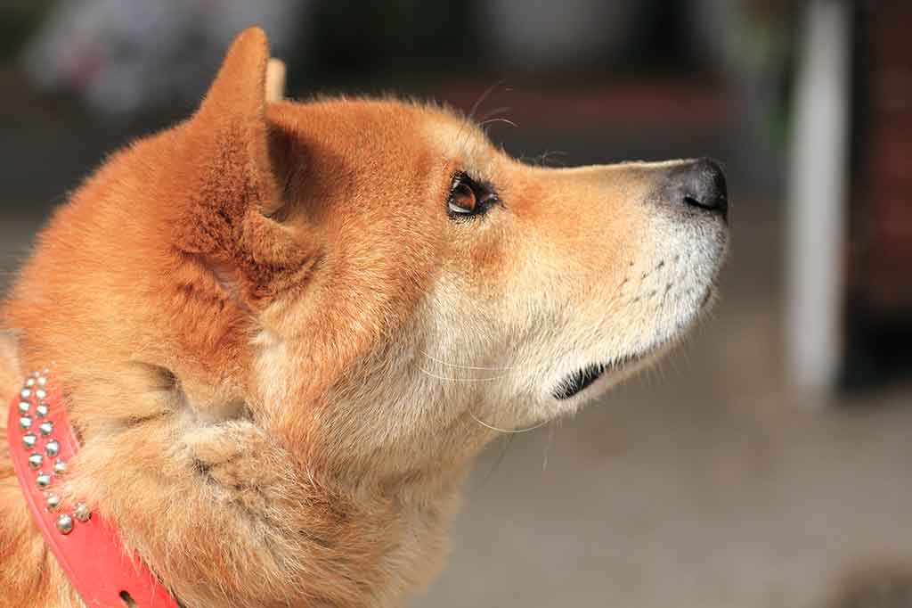 shiba-ken